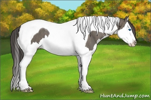 Horse Color:Grullo Splash Tobiano  Brindle