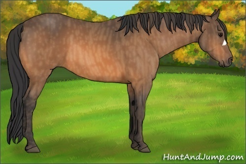 Horse Color:Buckskin  Brindle