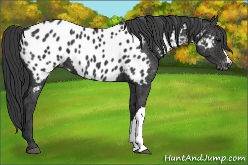 Horse Color:Black Appaloosa  Brindle