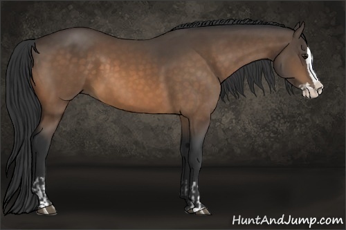 Horse Color:Buckskin Splash  and Buckskin Splash 