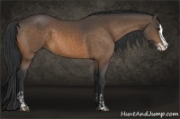 Horse Color:Buckskin Splash and Buckskin Splash