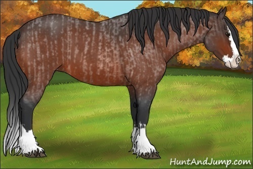 Horse Color:Bay Roan Splash  and Bay Roan Splash 