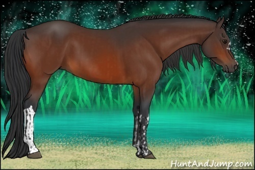 Horse Color:Bay  and Bay 