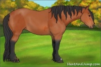 Horse Color:Bay and Bay