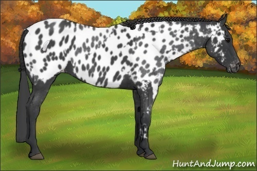 Horse Color:Blue Roan Near Leopard and Blue Roan Near Leopard