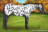 Horse Color:Blue Roan Near Leopard and Blue Roan Near Leopard