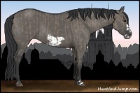 Horse Color:Grullo Frame and Grullo Frame