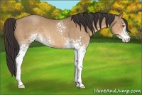 Horse Color:White Spotted Sable Champagne 