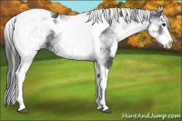 Horse Color:White Spotted Black Splash Tobiano Varnish  and White Spotted Black Splash Tobiano Varnish 