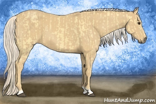 Horse Color:Palomino  and Palomino 