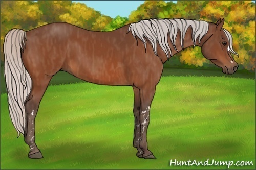 Horse Color:Silver Bay  Brindle