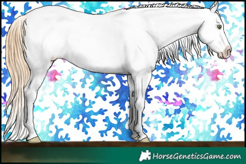 Horse Color:Gold Champagne Roan Dun Splash Tobiano Frame Appaloosa Rabicano 