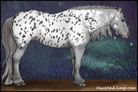 Horse Color:Black Appaloosa Rabicano  Brindle