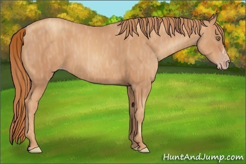 Horse Color:Gold Champagne  Brindle