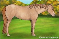 Horse Color:Gold Champagne Brindle