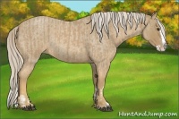 Horse Color:Palomino Roan Splash and Palomino Roan Splash