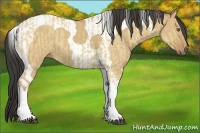 Horse Color:Buckskin Dun Tobiano and Buckskin Dun Tobiano