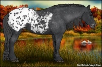Horse Color:Black Blanket 
