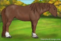 Horse Color:Chestnut  and Chestnut 