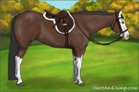 Horse Color:Bay Splash