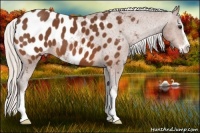 Horse Color:Silver Bay Sabino Appaloosa 