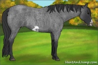 Horse Color:Blue Roan Frame Rabicano 
