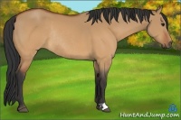 Horse Color:Bay Dun Rabicano 