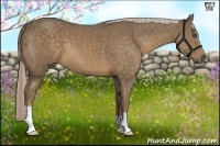 Horse Color:Chocolate Palomino 