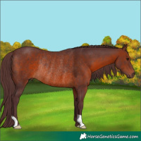 Horse Color:Chocolate Brown Rabicano 