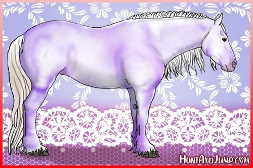 Horse Color:Palomino Appaloosa 