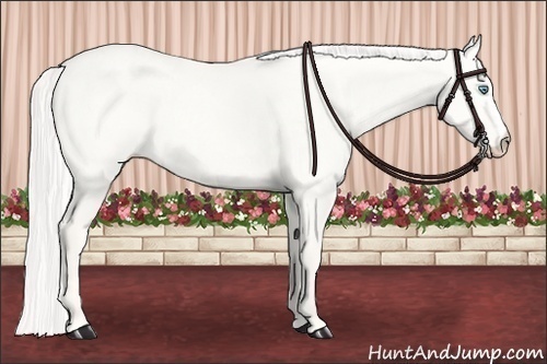 Horse Color:Cremello Dun 