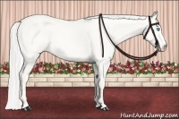 Horse Color:Cremello Dun 