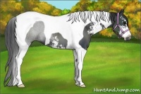 Horse Color:Black Sabino Tobiano 