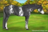 Horse Color:White Spotted Black