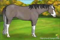 Horse Color:Grullo Splash 