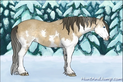 Horse Color:Buckskin Splash