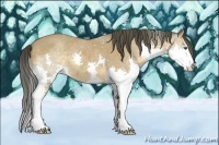 Horse Color:Buckskin Splash 