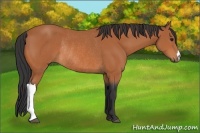 Horse Color:Bay Rabicano 