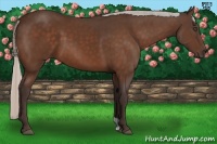 Horse Color:Silver Bay 