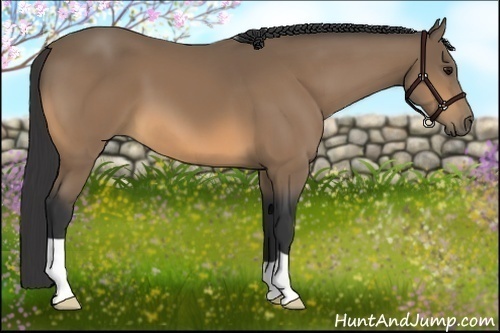 Horse Color:Buckskin 