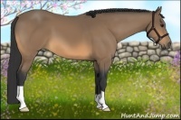 Horse Color:Buckskin 