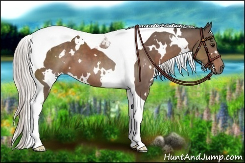 Horse Color:White Spotted Silver Black Tobiano 