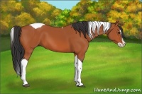 Horse Color:Bay Splash Tobiano
