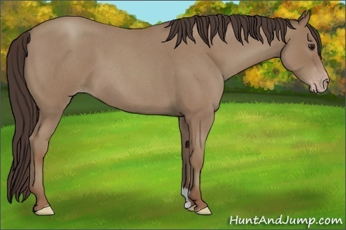Horse Color:Classic Champagne Roan 