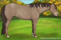 Horse Color:Classic Champagne Roan 