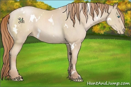 Horse Color:White Spotted Smoky Black Pearl 
