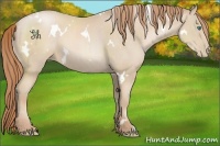 Horse Color:White Spotted Smoky Black Pearl