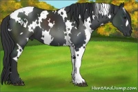 Horse Color:White Spotted Black