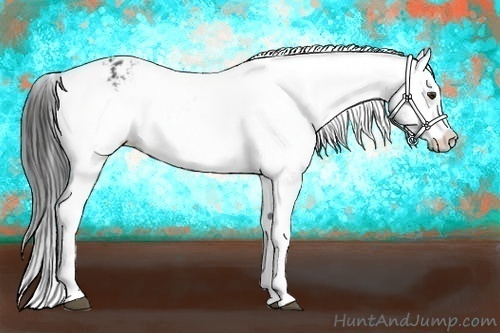 Horse Color:Liver Chestnut Varnish