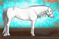 Horse Color:Liver Chestnut Appaloosa 